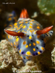 Nudi Pride by Marcello Di Francesco 